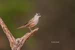 One;Sparrow;White-crowned-Sparrow;Zonotrichia-leucophrys;avifauna;bird;birds;col